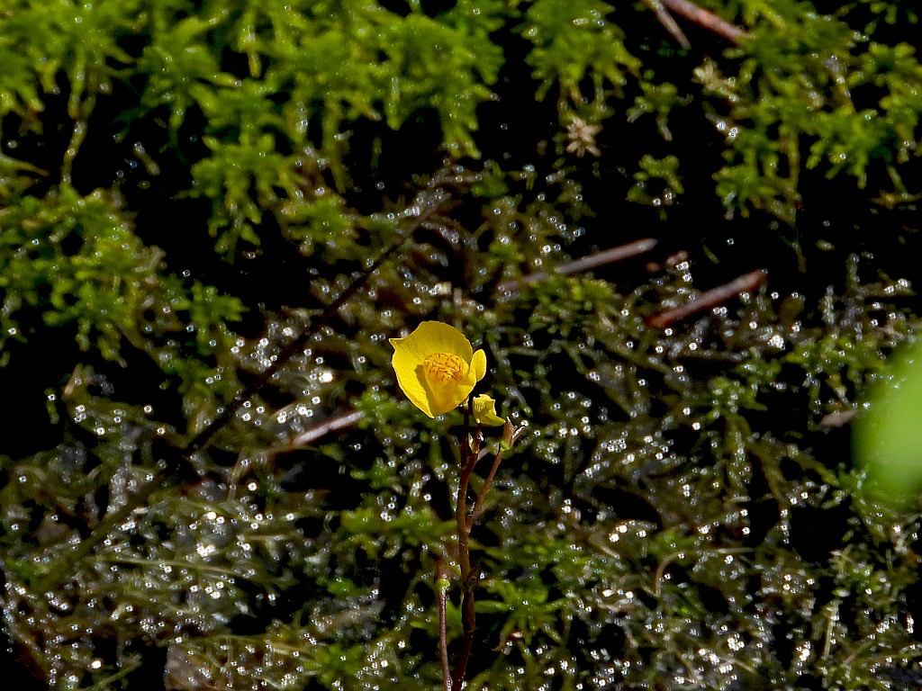 Loos blaasjeskruid [18474] 24-jul-2022 (Haaksbergerveen, Haaksbergen).JPG - Loos blaasjeskruid [Utricularia australis]